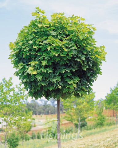 Acer platanoides  'Globosum' B/R