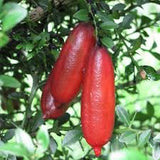 Finger lime Red Champagne 18cm pot