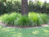 Tanika® Lomandra longifolia 20cm
