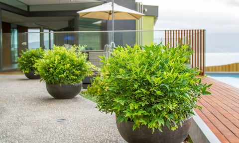 Nandina MAGICAL LEMON LIME