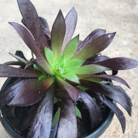 Aeonium 140mm pot