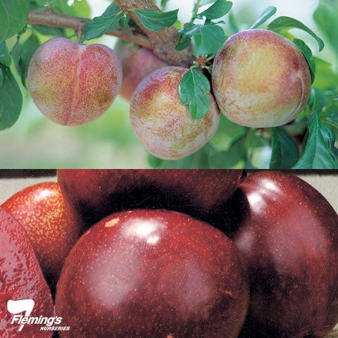 Plum Flavor Supreme/Mariposa Double graft - 330mm Pot