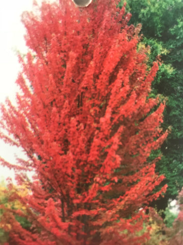 Acer Freemannii Jeffersred 330mm Pot