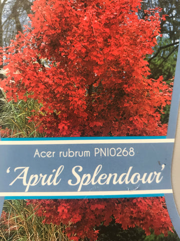 Acer rubrum 'April Splendor' Maple B/R