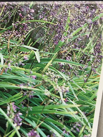 Dianella Caerulea (Paroo Lily) 50mm pot