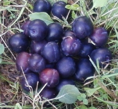 Plum Angelina Burdett - 330mm Pot