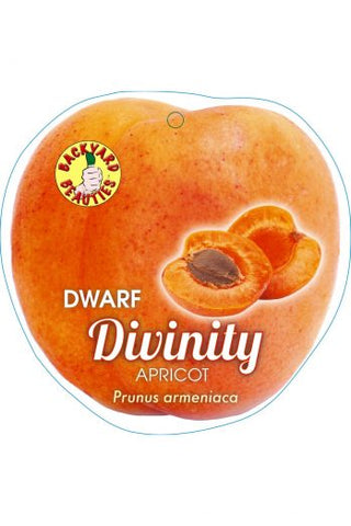 Apricot Divinity Dwarf - Bare Rooted