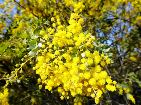 Acacia vestita