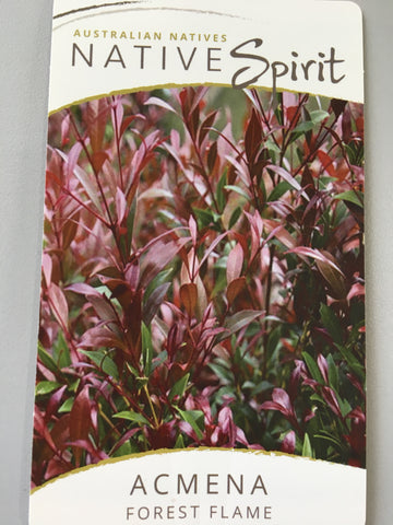 Acmena smithii 'Forest Flame'