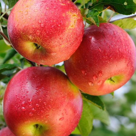 Apple Pixie Crunch - Bare Rooted