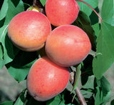 Apricot Bulida Dwarf - Bare Rooted