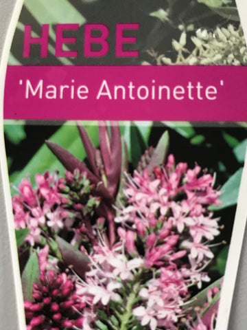 Hebe 'Marie Antoinette' 140mm