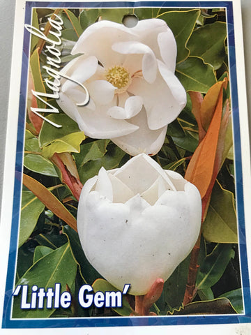 Magnolia Little Gem 400mm pot