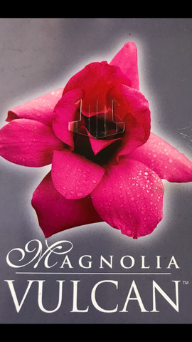 Magnolia Vulcan 330mm