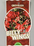Grevillea 'Billy Wings'