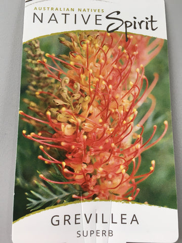 Grevillea 'Superb' 140mm