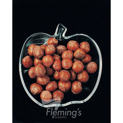 Hazelnut American White - 330mm Pot