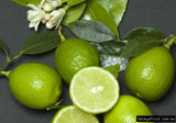 Lime West Indian 200mm