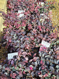 Loropetalum - 'Purple Prince'