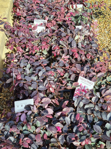 Loropetalum - 'Purple Prince'