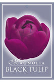Magnolia Black Tulip 330mm Pot