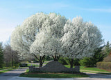 Pyrus Manchurian Pear 330mm