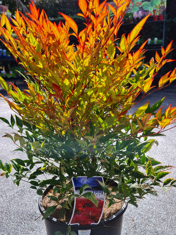 Nandina - Moon Bay 140mm