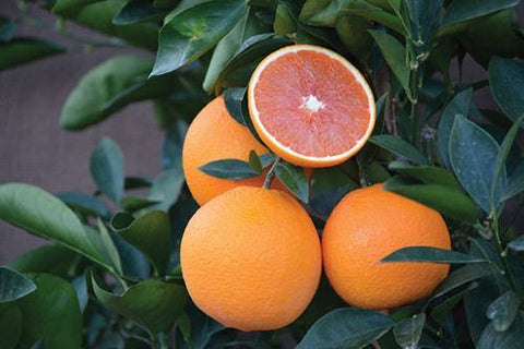 Orange Cara Cara Red Navel 200mm