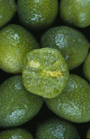 Native Lime - Outback 200mm