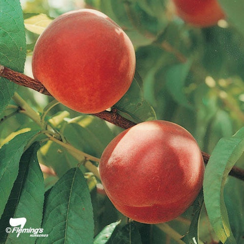 Peach Tasty Zee - 330mm Pot