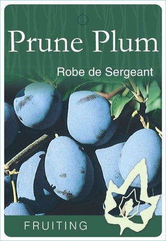Plum Robe de Sergeant Bare Rooted