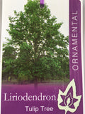 Liriodendron tulipifera Tulip Tree 330mm pot