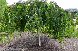 Silver Birch Std Weeping Low 1.2mt B/R