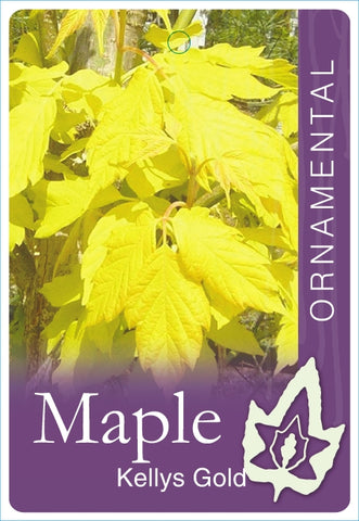 Acer Negundo 'kelly's Gold' Maple 330mm pot