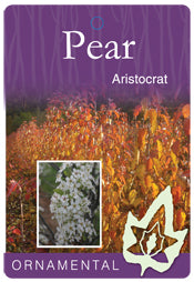 Pyrus Aristocrat 330mm pot