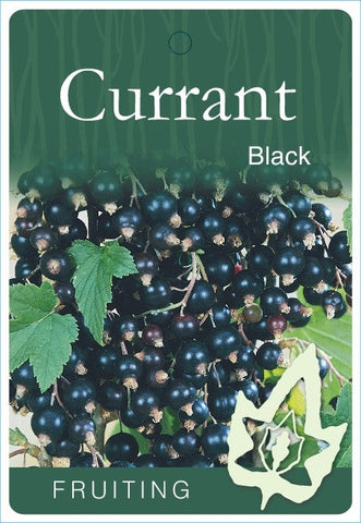 Current Black - 250mm Pot