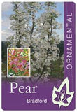 Pyrus 'Bradford' Ornamental Pear 330mm Pot