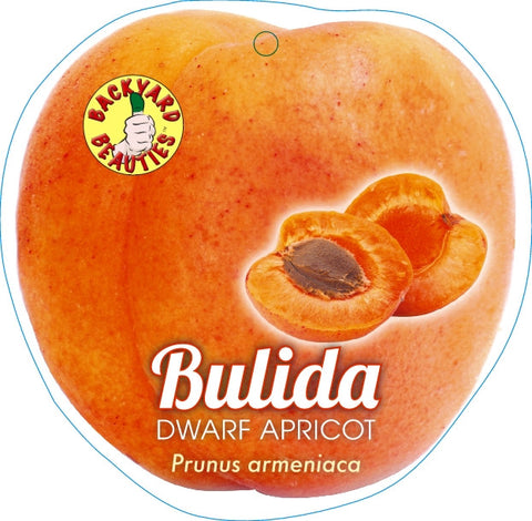 Apricot Bulida Dwarf - Bare Rooted