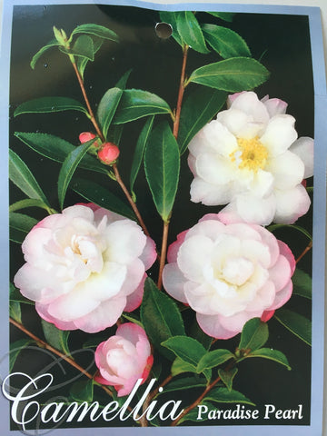 Camellia sasanqua 'Paradise Pearl' 150mm