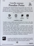 Camellia sasanqua 'Paradise Petite' 150mm
