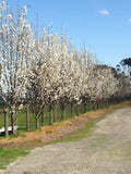 Pyrus 'Capital' Ornamental Pear B/R