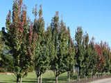Pyrus 'Capital' Ornamental Pear B/R