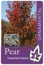 Pyrus 'Cleveland Select' Ornamental Pear B/R