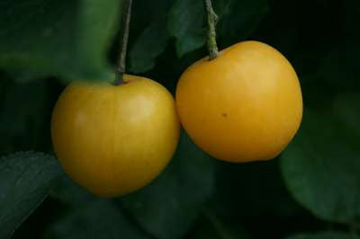 Plum Coe's Golden Drop - Bare Rooted