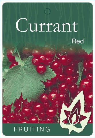 Current Red - 330mm Pot