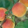 Apricot Divinity Dwarf - Bare Rooted