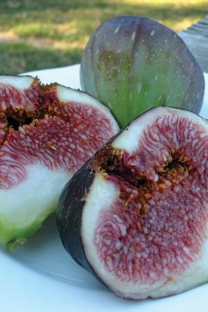 Fig Black Genoa - 330mm