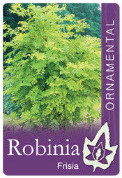 Robinia Pseudoacacia 'Frisia' 400mm pot