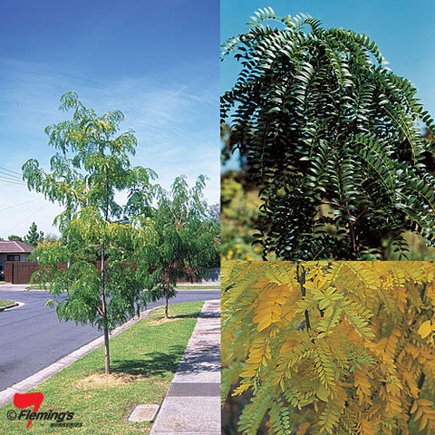 Gleditsia Continental 400mm