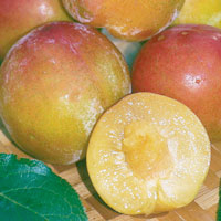 Plum Narrabeen - 330mm Pot